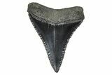 Serrated, Fossil Great White Shark Tooth - South Carolina #375809-1